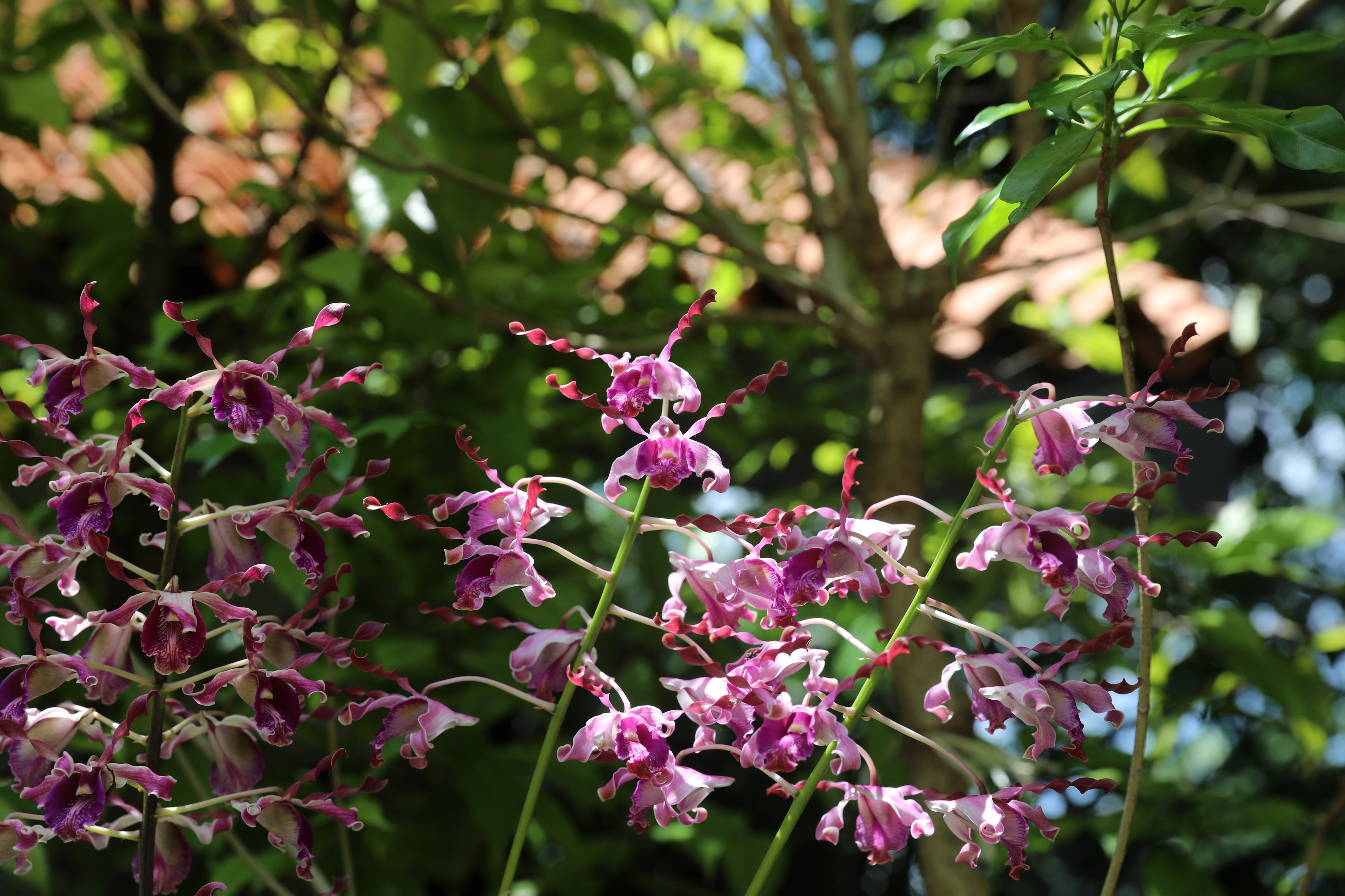 2020 02 03 13 44 18 Canon EOS 5D Mark IV 0017